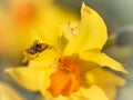 Small spider on a yellow flower