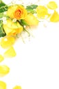 Yellow rose and haze grass Royalty Free Stock Photo