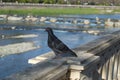 I very love pigeons! Royalty Free Stock Photo