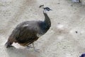 A plain color peacock in a zoo