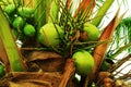 Green coconut fruits on tree 3