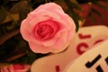 Close up pink rose on blur background