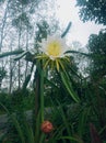 when i wake up in the morning i see my dragon fruit flower blooming Royalty Free Stock Photo