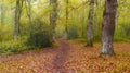 I walk through the forest in autumn. Autumn in the forests of Altsasu, Navarre Royalty Free Stock Photo