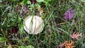 Green meadow with mushrooms in the garden