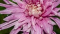 Frozen pink flower Royalty Free Stock Photo