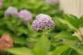 A hydrangea flower is a poem Royalty Free Stock Photo