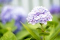 A hydrangea flower is a poem Royalty Free Stock Photo