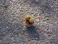A ripe chestnut falling on the road in morning