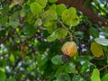 Yellow caju fruit from Arembepe