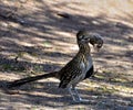 Roadrunner with prey. A true modern day velociraptor