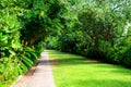 Long path walk amid greenery trees in a forest