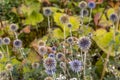 A bunch of wild growing echinops on the Isle of Skye