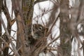 I will just stay still here in the tree and nobody can we me