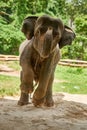 I wish to roam free someday. an Asian elephant in captivity. Royalty Free Stock Photo