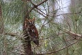 Screech Owl in a Pine