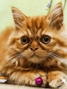 Im a handsome cat, and my name is Coco.. Royalty Free Stock Photo