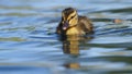 I'm Not Made Of Rubber- duck bird water- Royalty Free Stock Photo