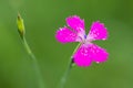 Ianthus Deltoides pink flower close up