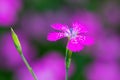 Ianthus Deltoides pink flower close up