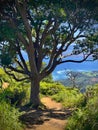 Iao Valley trail on Maui on Hawaii Royalty Free Stock Photo