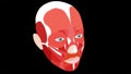 Iayers of facial muscles. The structure of the muscles of the face