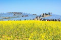 IBARAKI-JAPAN-April 16 : Beautiful kochias hill in spring season