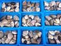 Closeup of Hard clam or Hard shell clam or Top neck or Cherrystone or Hamaguri clam