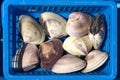 Closeup of Meretrix lusoria or clam or orient clam or hamaguri at fish market