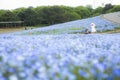 Ibaraki, Japan May 6, 2017 hill of blooming nemophila flower field people walking on track enjoy watching flowers Royalty Free Stock Photo