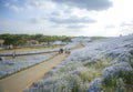 Ibaraki, Japan May 6, 2017 hill of blooming nemophila flower field people walking on track enjoy watching flowers