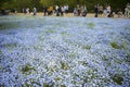 Ibaraki, Japan May 6,2017 : Landcape view of nemophila flowers field and rape blossoms with white cloudy sky Royalty Free Stock Photo