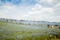 ibaraki, Japan May 6, 2017 : Many people are walking on path way landscape nemophila flowers field at hitachi seaside park japan