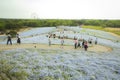 Ibaraki, Japan May 6, 2017: People walking on a track of nemophila flowers field in hitachi seaside park japan Royalty Free Stock Photo