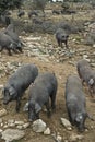 Iberian black pigs in the pasture.