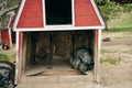 iberian black pigs sleep on the farm Royalty Free Stock Photo