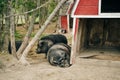 iberian black pigs sleep on the farm Royalty Free Stock Photo