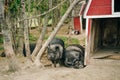 iberian black pigs sleep on the farm Royalty Free Stock Photo