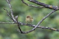 Iberian chiffchaff perched on a branch singing Royalty Free Stock Photo