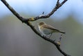 Iberian chiffchaff perched on a branch singing Royalty Free Stock Photo