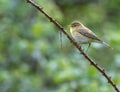 Iberian chiffchaff perched on a branch singing Royalty Free Stock Photo