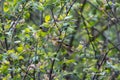 Iberian chiffchaff perched on a branch singing Royalty Free Stock Photo