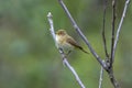 Iberian chiffchaff perched on a branch singing Royalty Free Stock Photo