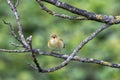 Iberian chiffchaff perched on a branch singing Royalty Free Stock Photo