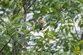Iberian chiffchaff perched on a branch singing Royalty Free Stock Photo