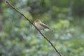 Iberian chiffchaff perched on a branch singing Royalty Free Stock Photo