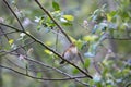 Iberian chiffchaff perched on a branch singing Royalty Free Stock Photo