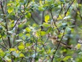 Iberian chiffchaff perched on a branch singing Royalty Free Stock Photo