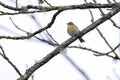 Iberian chiffchaff perched on a branch Royalty Free Stock Photo