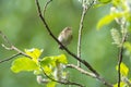 Iberian chiffchaff perched on a branch Royalty Free Stock Photo